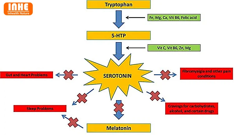 Pathways Connecting Tryptophan, 5-HTP, Serotonin, and Melatonin