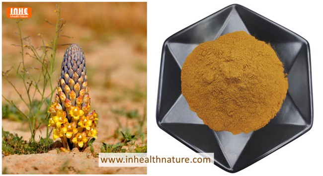Cistanche Tubulosa and its Extract Powder Cistanche Tubulosa and its Extract Powder