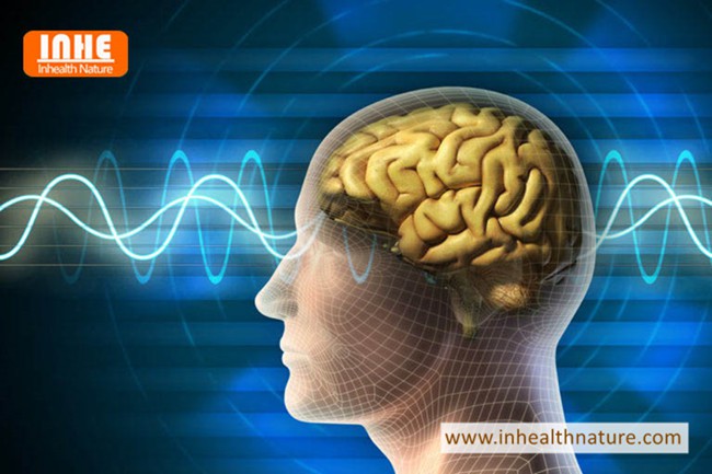 What Does Cistanche Tubulosa Extract Do to the Brain What Does Cistanche Tubulosa Extract Do to the Brain