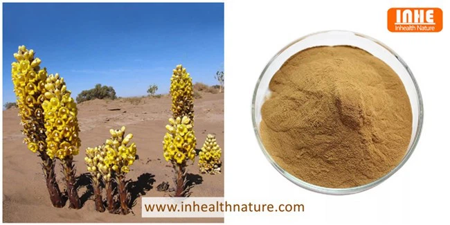 Cistanche Tubulosa and its Extract Powder