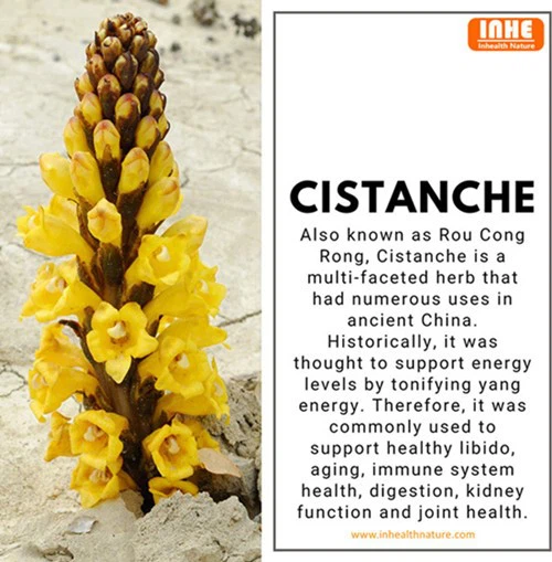 Powerful Health Benefits of Cistanche Extract Powder