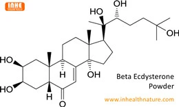 O pó de beta ecdisterona pode aumentar a massa muscular?