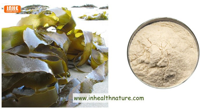 Brown Algae and Fucoidan Extract Powder