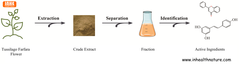 Solvent Extraction of Tussilago Farfara Extract