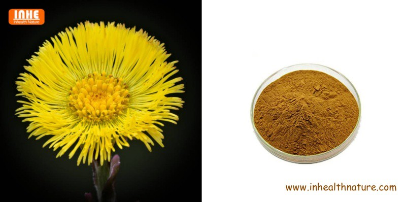 Tussilago Farfara Flower and Tussilago Farfara Flower Extract